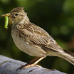 Eurasian Skylark